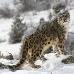 World Environment Day Quiz Snow leopard