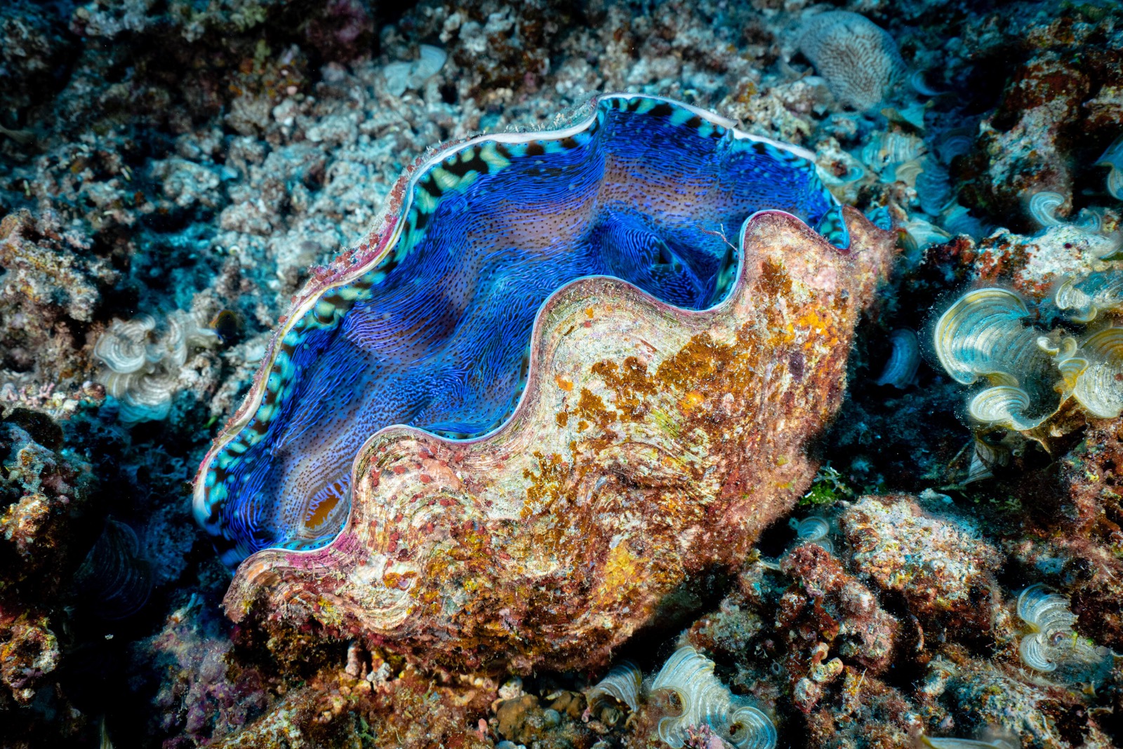🐘 It’s OK If You Don’t Know Much About Animals – Take This Quiz to Learn Something New Giant clam