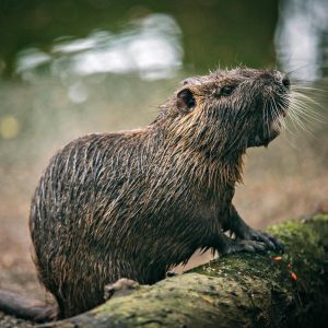 It's OK If You Don't Know Much About Animals. Take This Quiz To Learn Something New Swamp rat