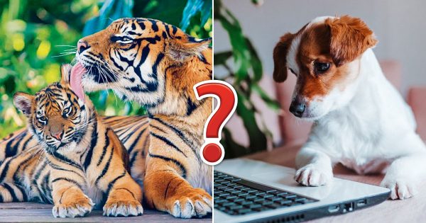 🐘 It’s OK If You Don’t Know Much About Animals – Take This Quiz to Learn Something New