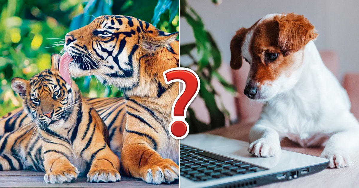 It's OK If You Don't Know Much About Animals. Take This Quiz to Learn Something New