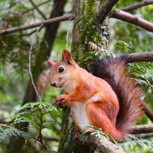 What Element Am I? Quiz Squirrel