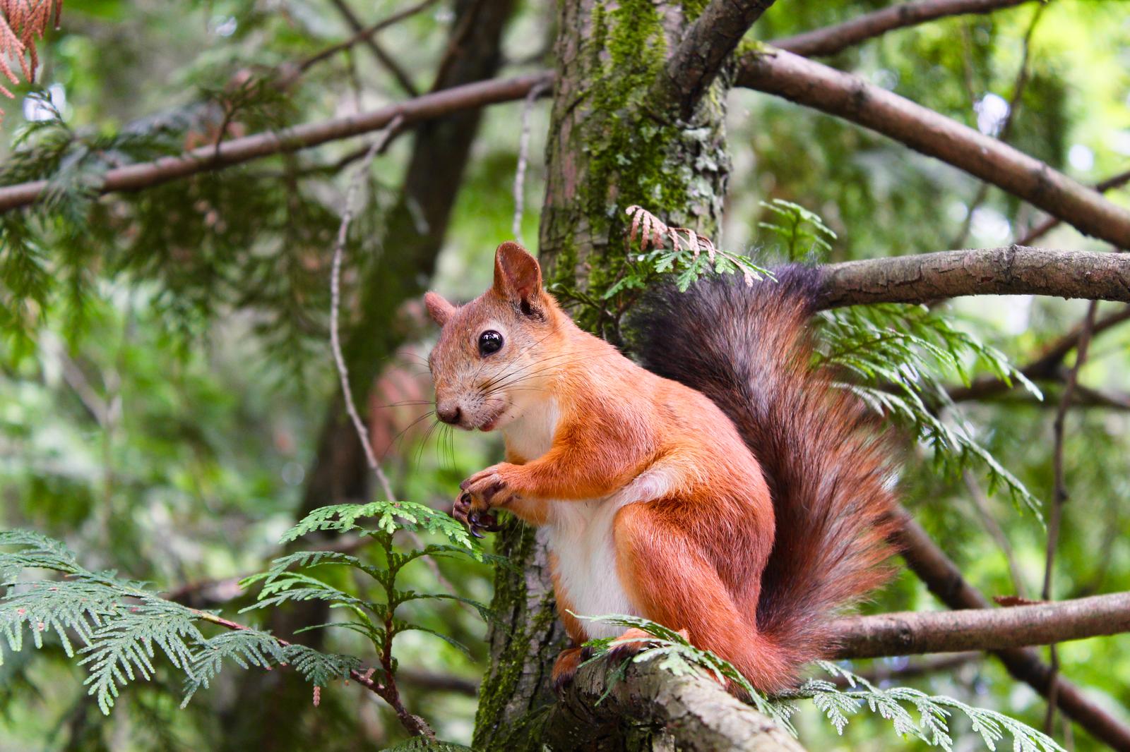 Autumn Idioms Quiz Squirrel