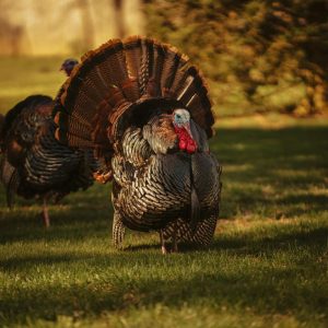 November Trivia Quiz Turkey