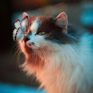 Cat Or Dog Breed Quiz Cat