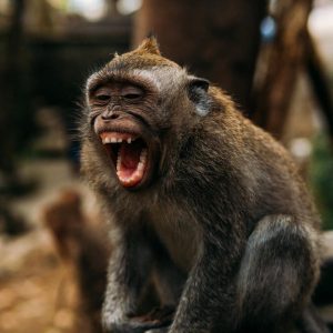 Foods Named After Animals Quiz Monkey