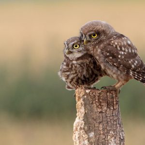 Are You Pancake, Waffle, French Toast, Or Omelette? Quiz Owl