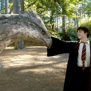 Rare Patronus Quiz Care of Magical Creatures