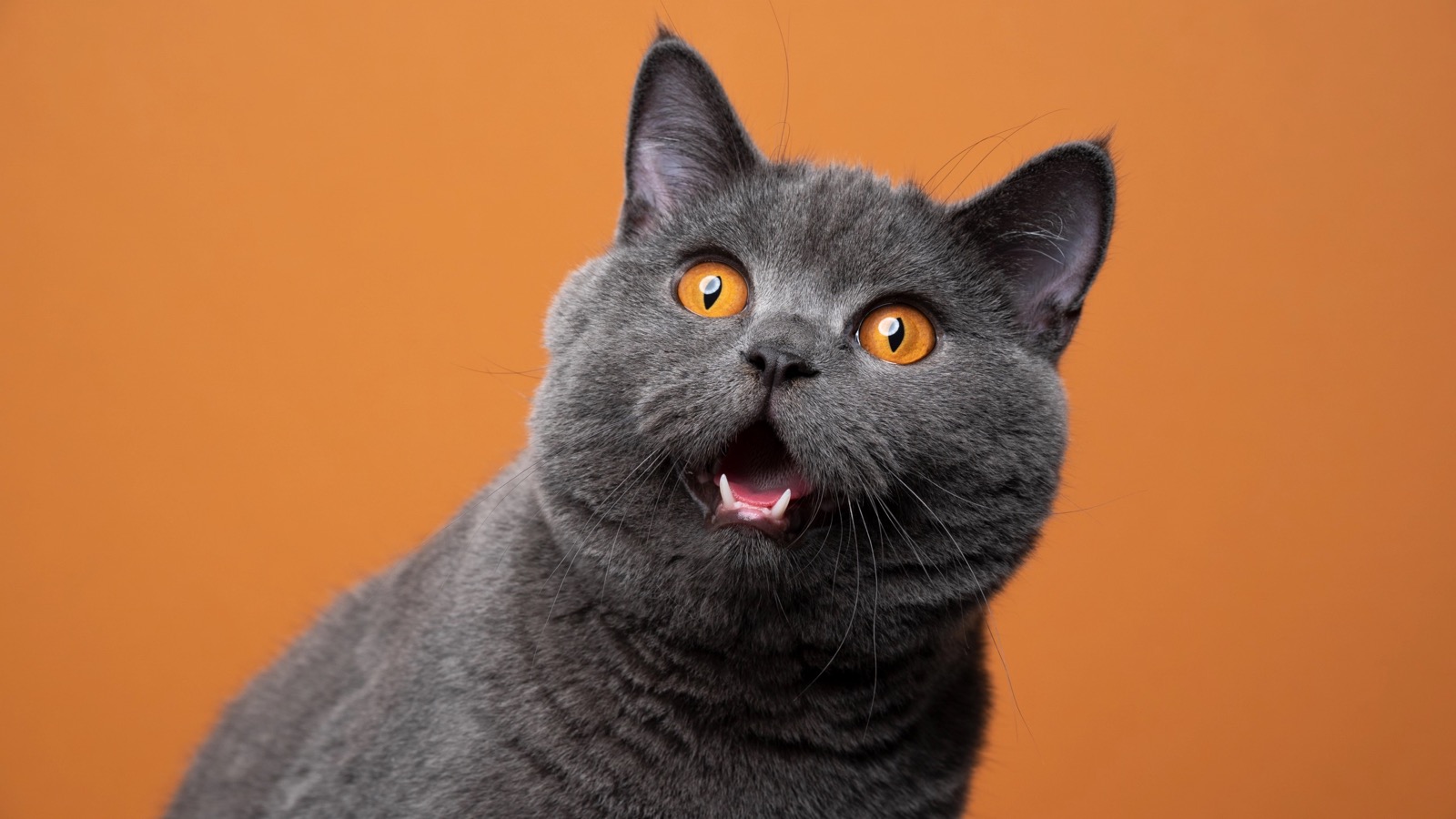 Which Who Moved My Cheese Character Are You? Quiz Shocked cat