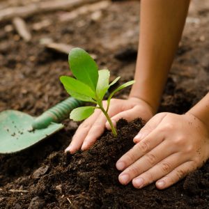 Percy Jackson Godly Parent Quiz Gardening