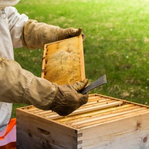 Which Who Moved My Cheese Character Are You? Quiz Beekeeping