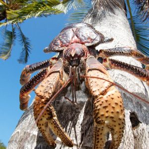 Pick Animals & Find Out Your True Season Quiz Coconut crab