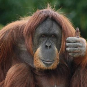 Evolution Quiz Orangutan