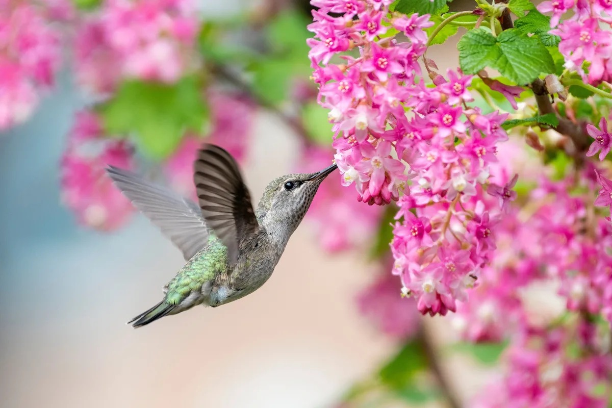 🐒 If You Can Answer 18 of These 24 Animal Questions Correctly, You Likely Know More Than Most People Hummingbird