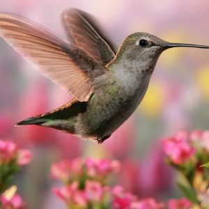 Alphabet Animals Pet Quiz Hummingbird