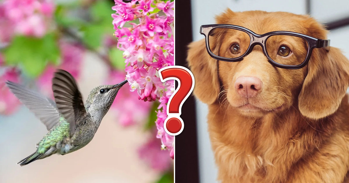 🐒 If You Can Answer 18 of These 24 Animal Questions Correctly, You Likely Know More Than Most People