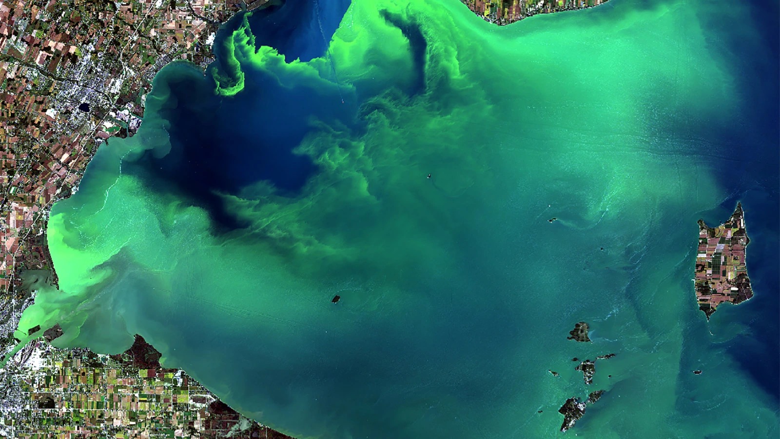 I’m Gonna Be Honest, I Can See Only Exceptionally Smart People Passing This 🧬 Science Knowledge Quiz Algae algal bloom