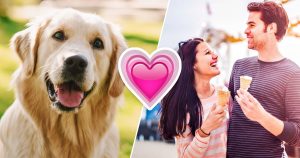 Plan Your Ideal Date to Know Which Dog Breed Suits You … Quiz