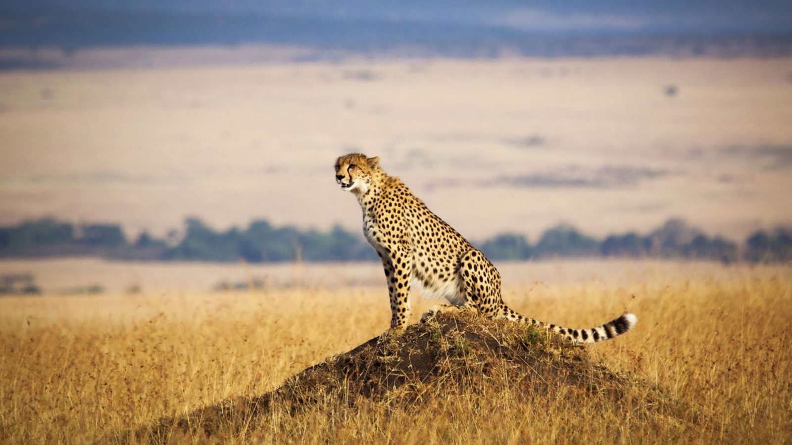 This Biggest, Longest, Tallest Quiz Will Be Extremely Hard for Everyone Except for Geography Experts Cheetah in Maasai Mara, Kenya