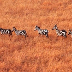 K In Geography Quiz Kenya