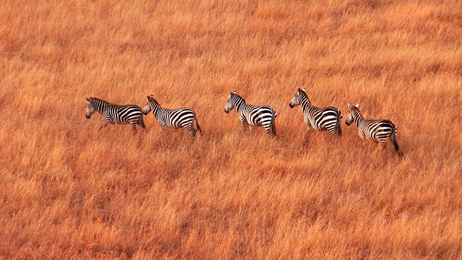 African Countries Quiz Zebras at Maasai Mara savanna, Kenya