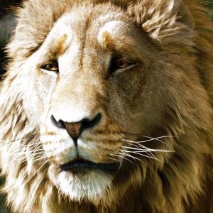 Silver Trivia Quiz Aslan the Lion