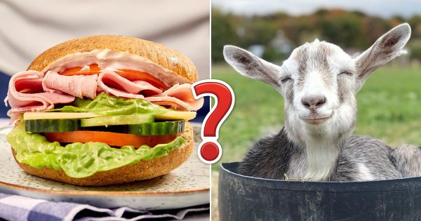 You’re Undoubtedly the 🤓 Smart Friend If You Find This General Knowledge Quiz Too Easy