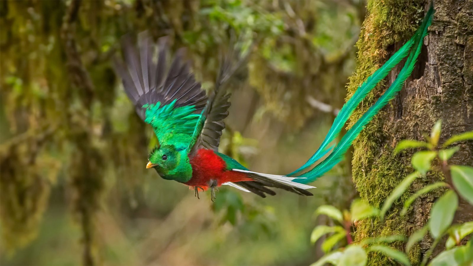 World Currencies Quiz resplendent quetzal