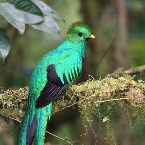 Alphabet Animals Pet Quiz Quetzal