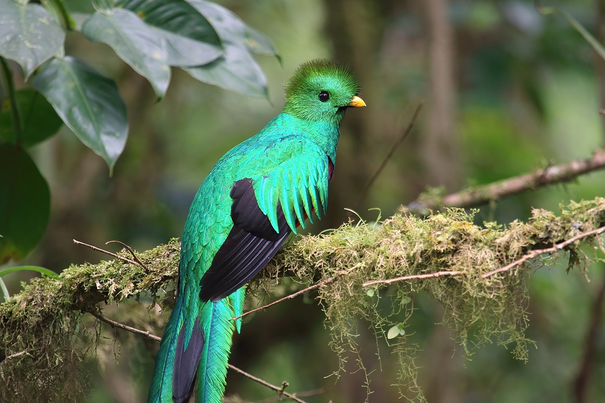 Guess The Country resplendent quetzal