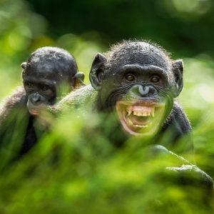 Evolution Quiz Bonobo