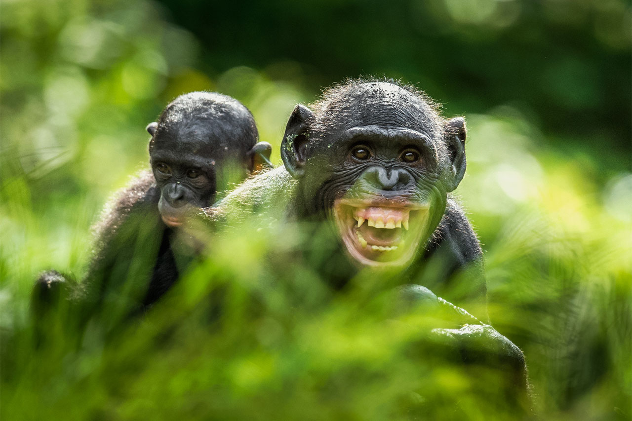 Bonobos primate ape