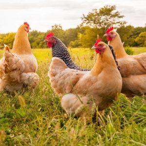 It Happened In April Quiz Hens