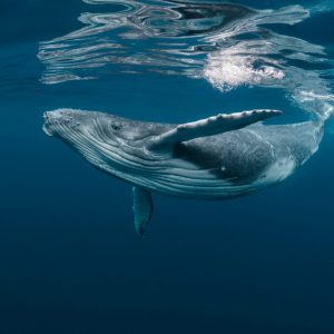 Whale Trivia Quiz Humpback whale