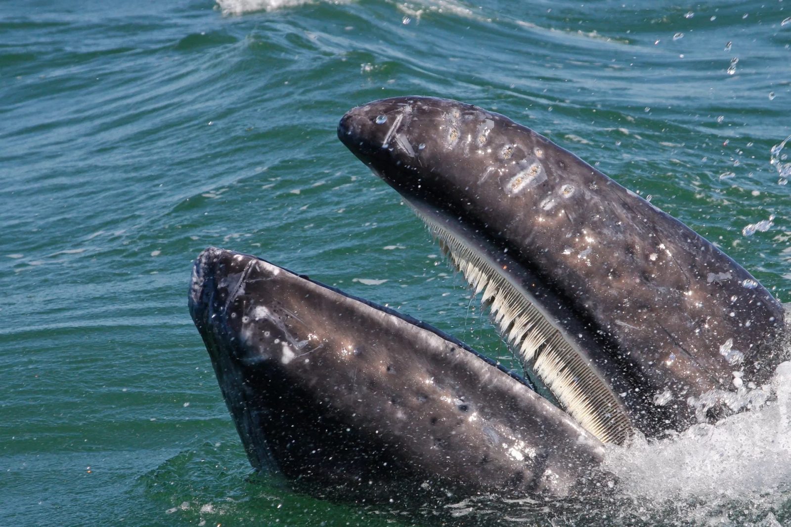 Marine Biology Trivia Quiz Baleen Whale