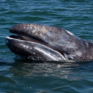 Whale Trivia Quiz Gray whale