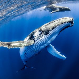 Whale Trivia Quiz Humpback whale