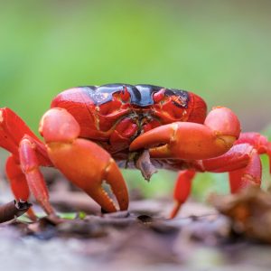 This 22-Question Random Knowledge Test Will Reveal If You Know a Little or a Lot Red crab