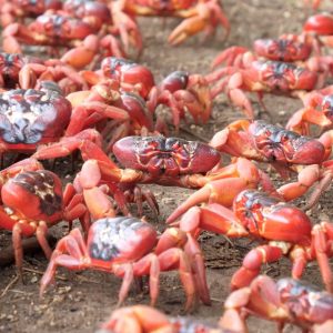 Can You *Actually* Crush This Mixed Knowledge Quiz on Your First Try? Red crab