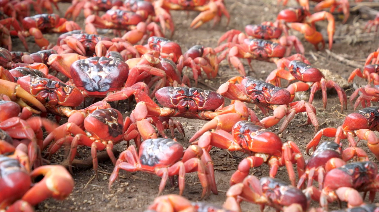 Quiz Answers Beginning With T Migrating red crabs on Christmas Island