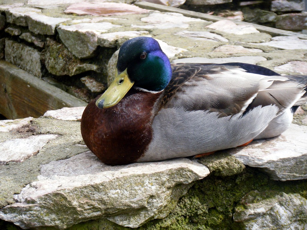 sitting duck