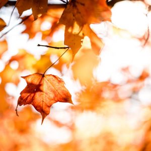 Cozy Fall Day Quiz 