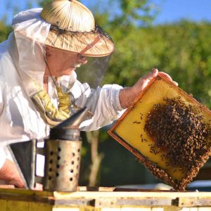 Pick a Bunch of Activities If You Want Us to Analyze Your Personality and Tell You Your Best Quality Beekeeping