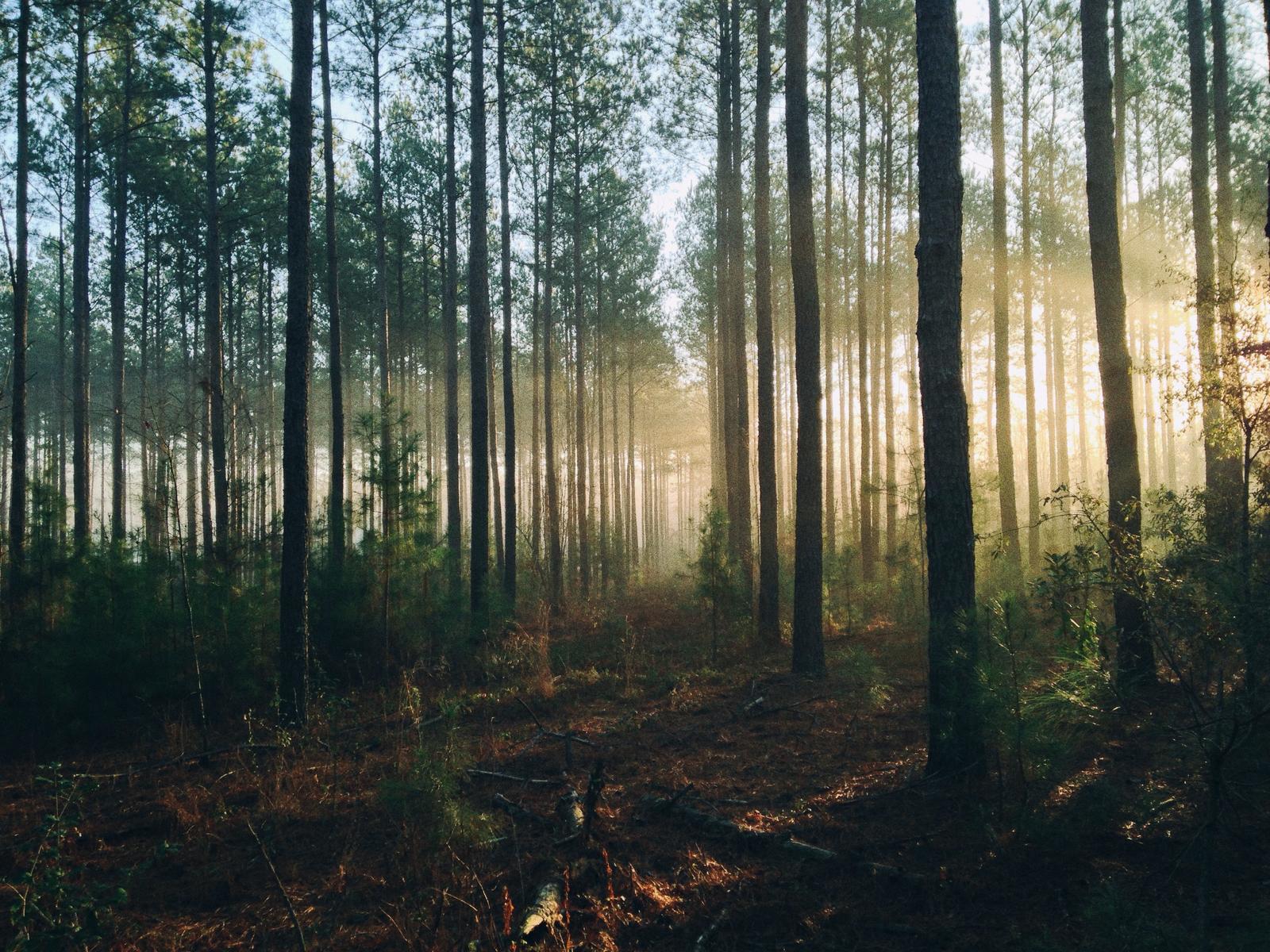 Are You A Black Hole, A Supernova, A Nebula, Or A Comet? Quiz Forest