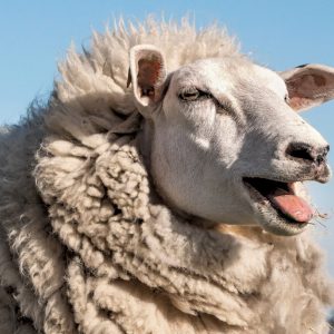 Stop Everything & See If You Can Ace This 24-Question General Knowledge Quiz Sheep