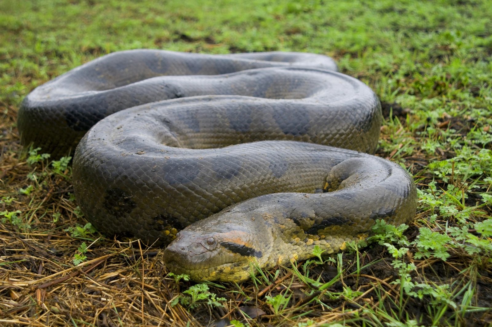Stop Everything and See If You Can Ace This 24-Question General Knowledge Quiz Green Anaconda
