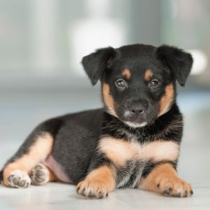 Cowboy, Fairy, Angel, Or Knight Quiz Animal communication