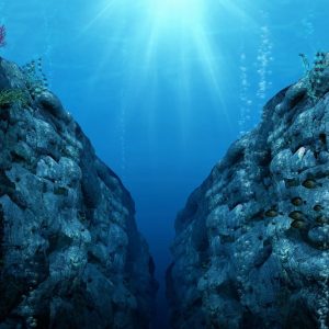 What Type Of Dolphin Are You? Quiz Deep trench
