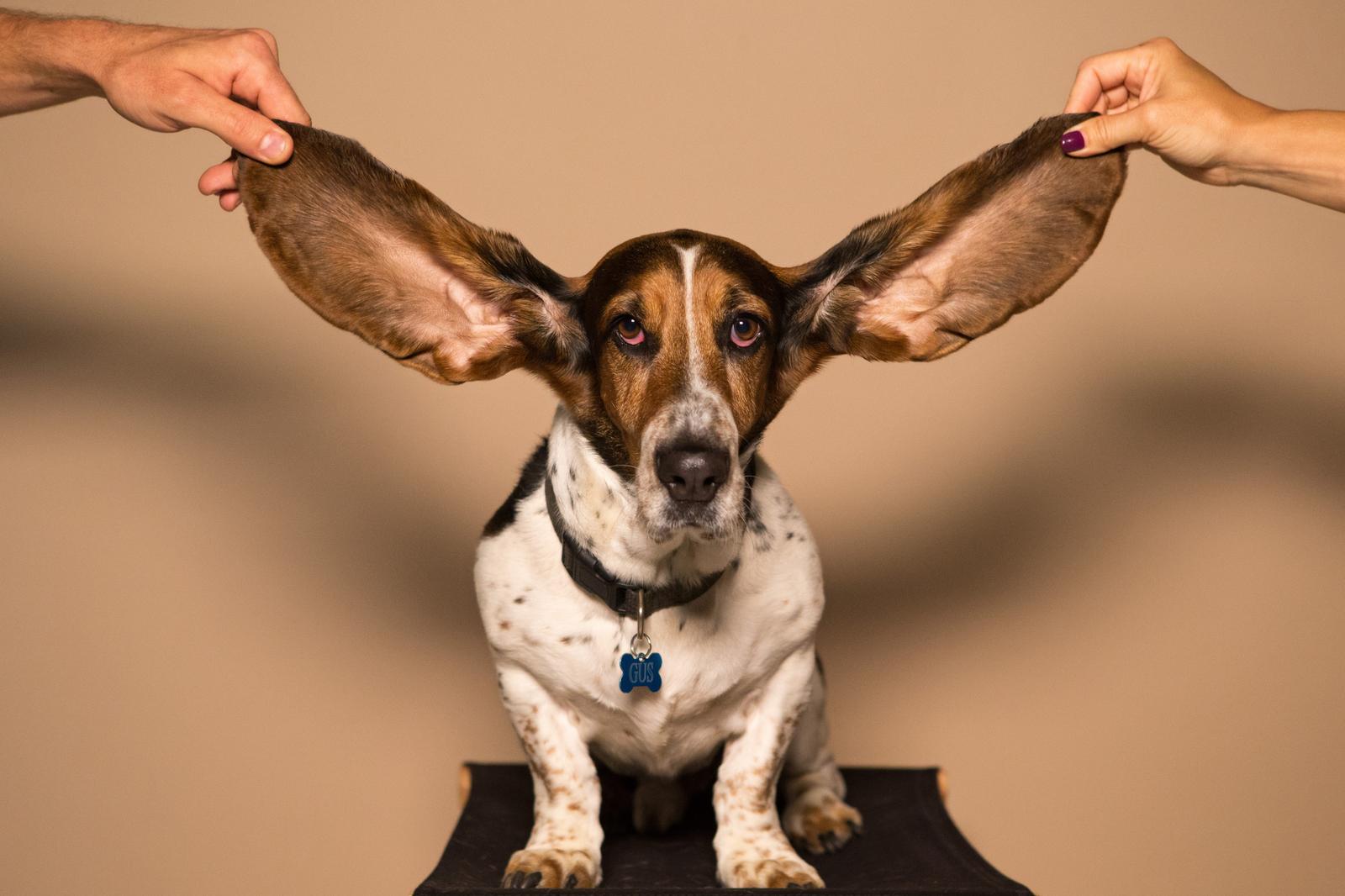 Your First Impression of These 🖼️ Photos Will Reveal If You Are a ☮️ Peacemaker or a 🔥 Disruptor Dog Ears