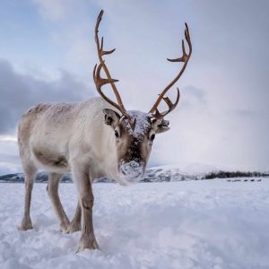 Alphabet Animals Pet Quiz Reindeer